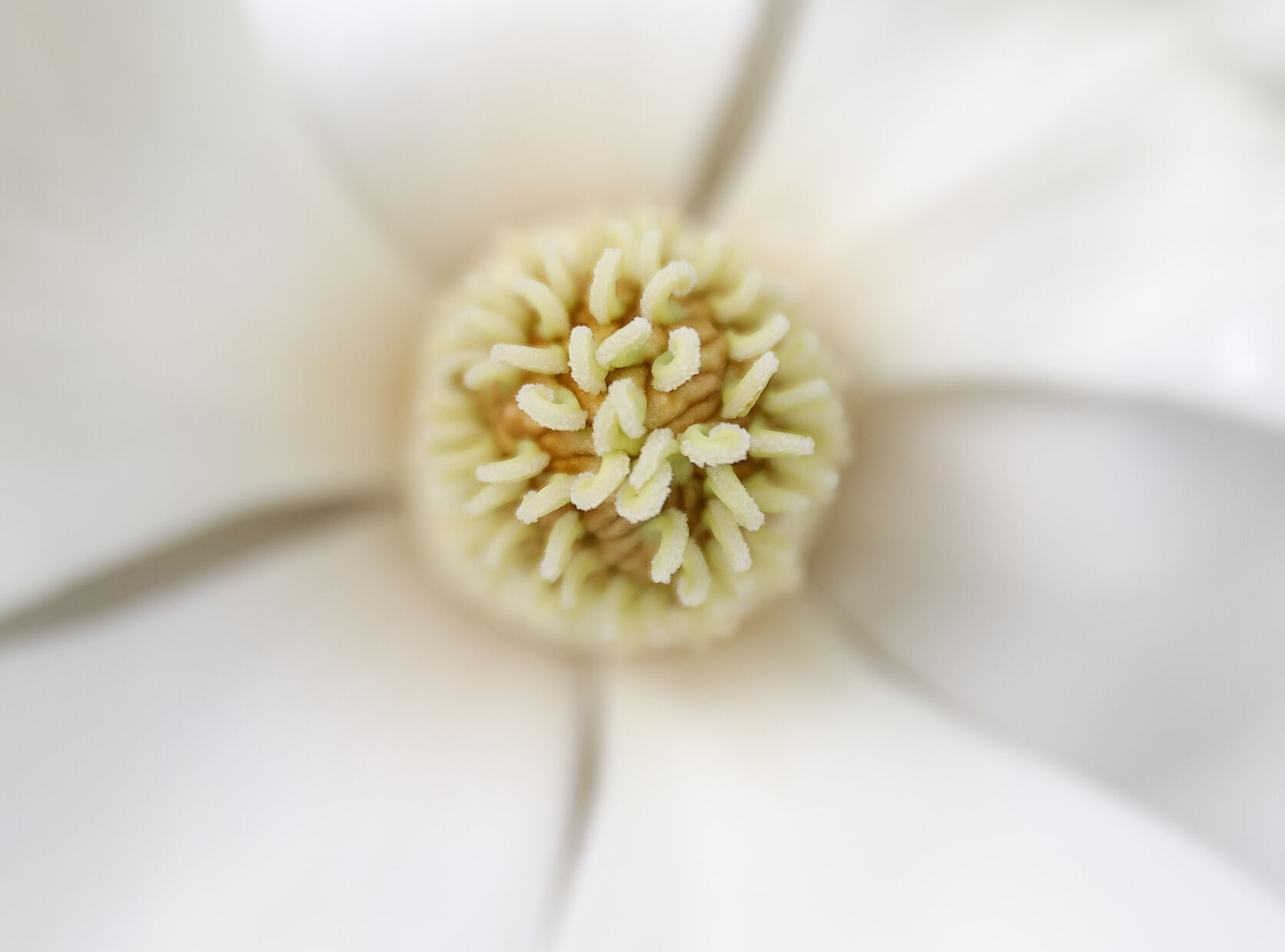 061021-cdp-news-magnolia694.JPG